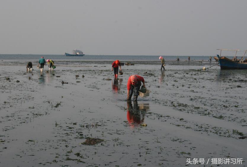 男子河道赶海1个月捡上万鞋花男子河道赶海一个月，竟捡上万鞋花背后的故事