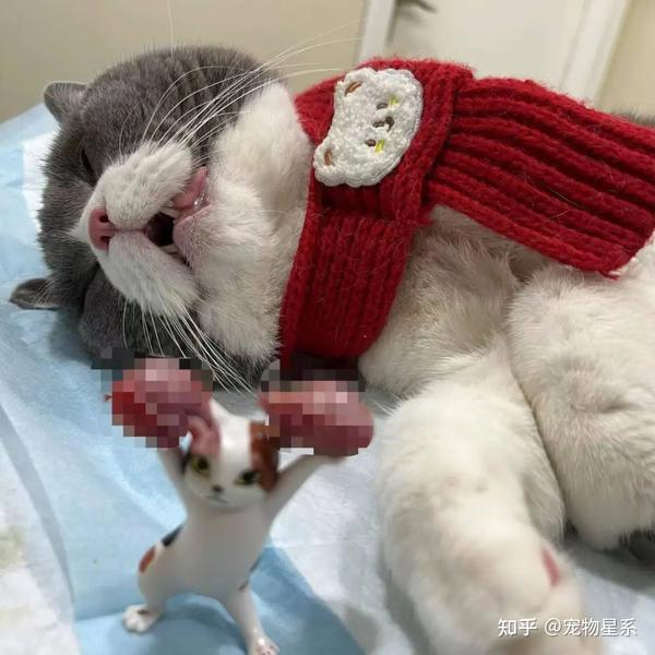 猫咪离世对另一只猫有影响吗猫咪离世对另一只猫会有影响吗？